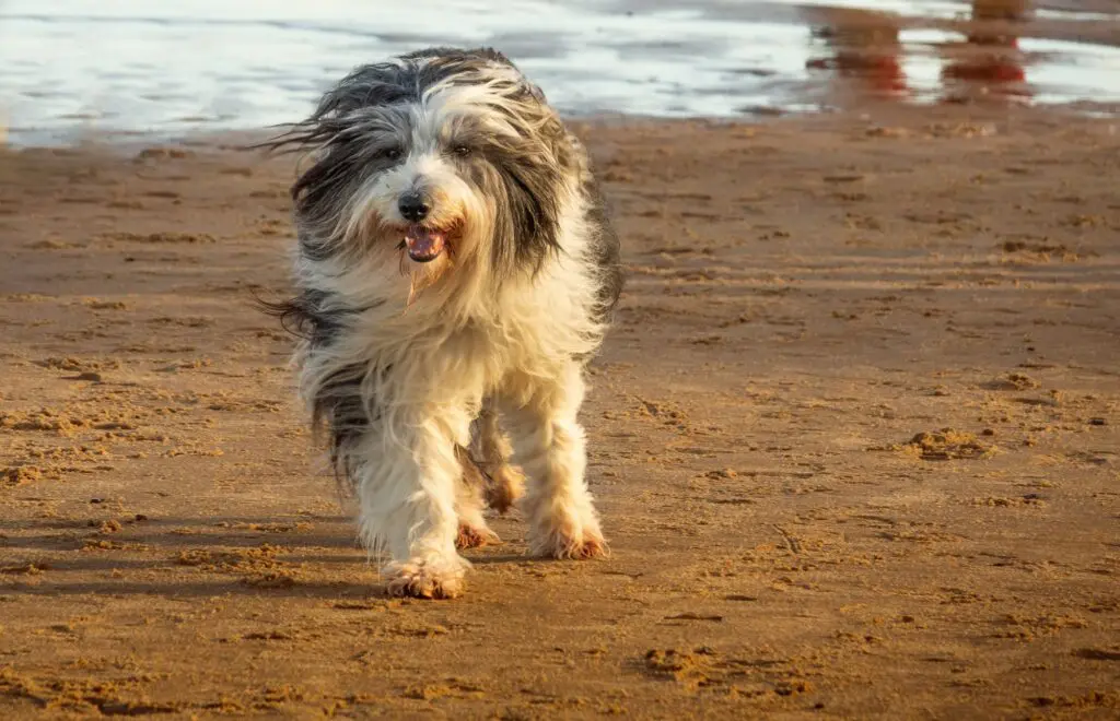 Dog friendly holidays in Perranporth Cornwall